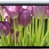 Manual Projector Screen 240 x 240 cm